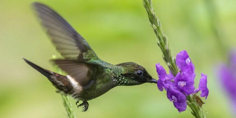 from-cusco-manu-jungle-excursion-7d-6n-wonders-of-manu-3