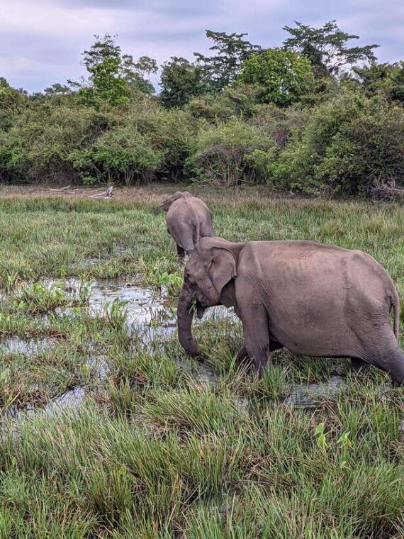 from-hikkaduwa-galle-mirissa-udawalawa-safari-drop-ella