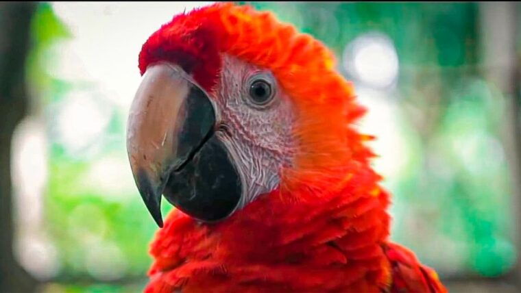 from-iquitos-3-day-amazon-jungle-adventure-trip