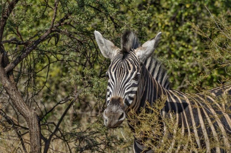 from-johannesburg-pilanesberg-nature-reserve-game-safari