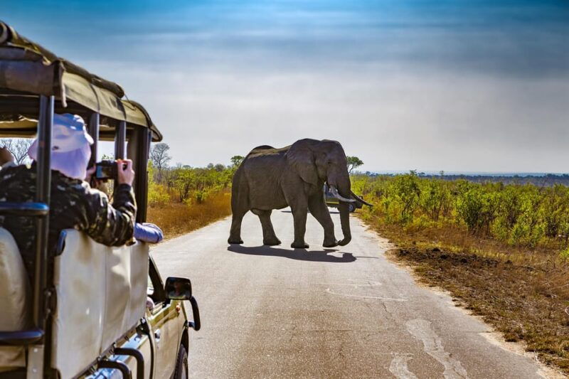 from-johannesburg-pilanesberg-wildlife-safari