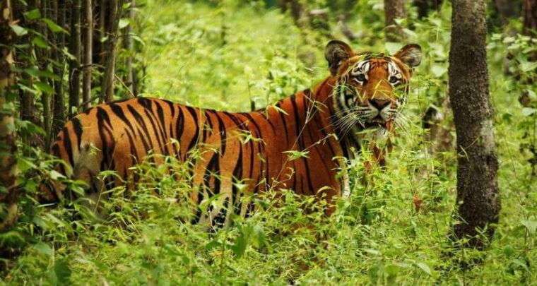 from-kathmandu-3-day-chitwan-national-park-tour-2