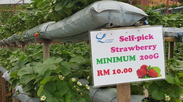from-kuala-lumpur-cameron-highlands-full-day-tour