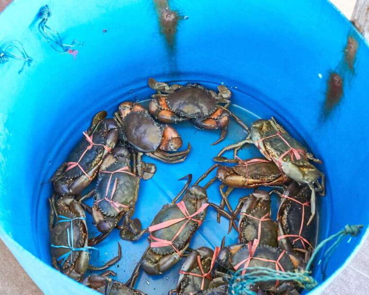 from-kuala-lumpur-crab-island-tour-with-seafood-lunch