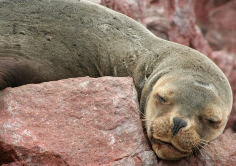 from-lima-2-days-1-night-ballestashuacachina-nazca-lines