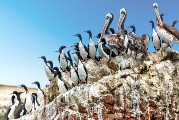 from-lima-full-day-tour-to-ica-paracas-ballestas-islands
