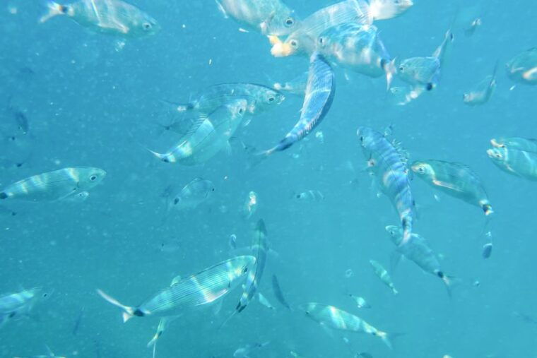 from-medulin-full-day-boat-tour-of-the-archipelago-w-lunch