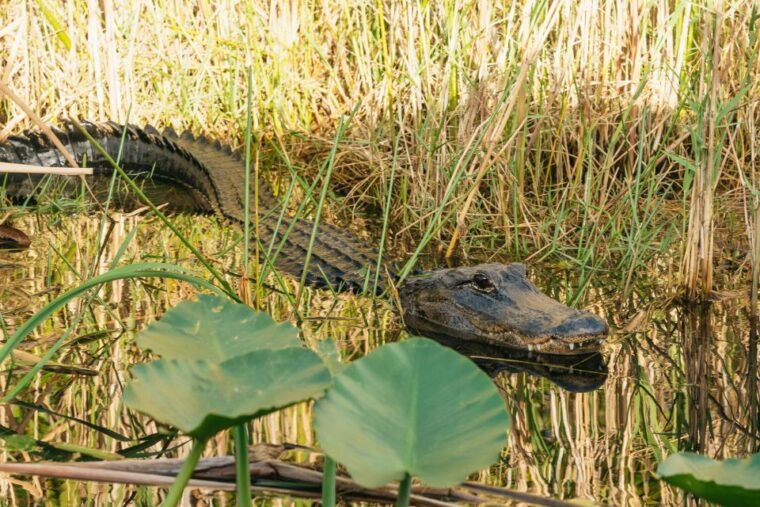 from-miami-everglades-airboat-wildlife-show-bus-transfer