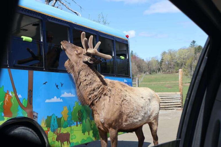 from-montreal-omega-park-wildlife-safari-with-pro-photos