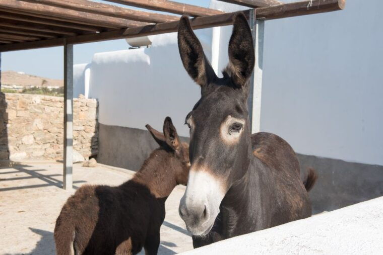 from-mykonos-ano-mera-farm-tour