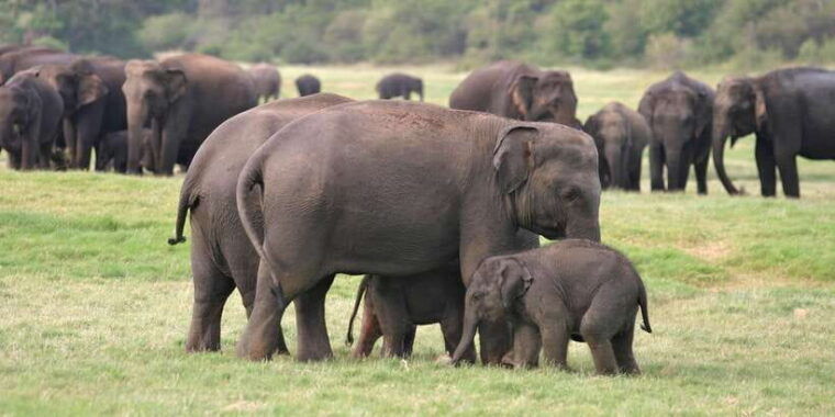 from-negombo-minneriya-national-park-safari-tour