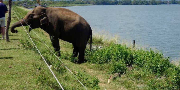 from-negombo-udawalawa-national-park-wildlife-safari