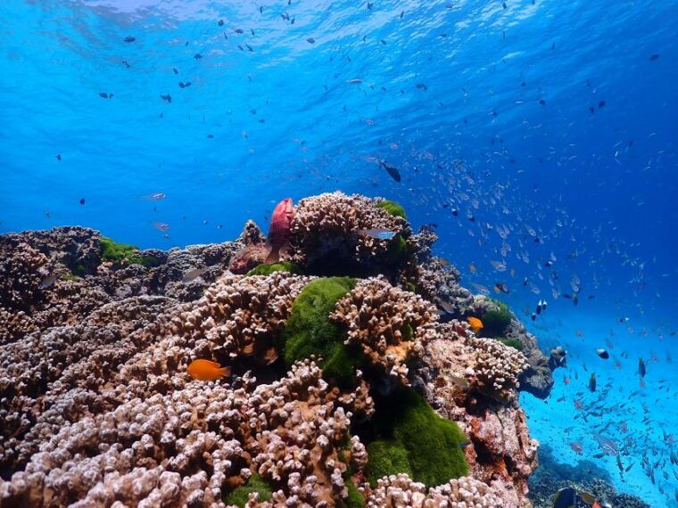 from-phi-phi-full-day-snorkeling-trip-by-longtail-boat