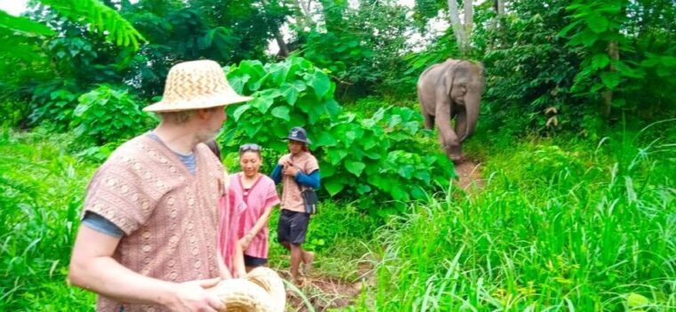 from-phuket-ethical-elephant-interactive-trek-and-tour