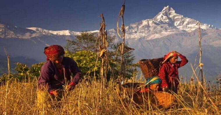 from-pokhara-scenic-annapurna-day-hike-with-panoramic-views