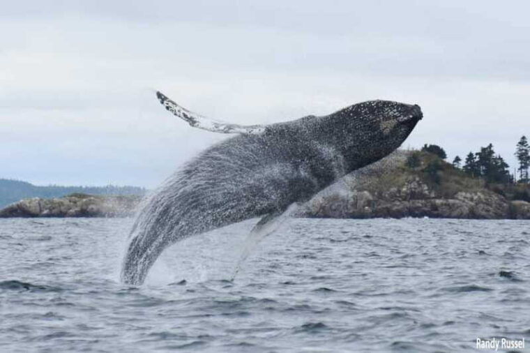 from-saint-john-saint-andrews-whale-watching-tour