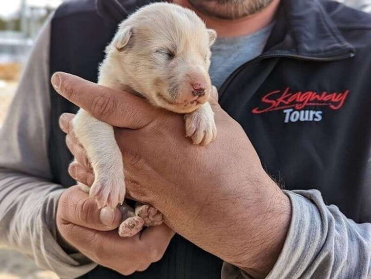 from-skagway-yukon-sled-dog-mushing-white-pass-combo-2