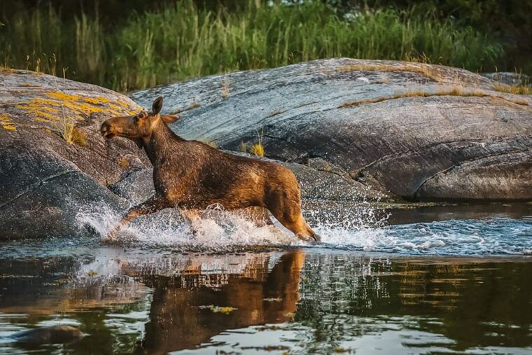 from-stockholm-wildlife-safari-with-campfire-dinner