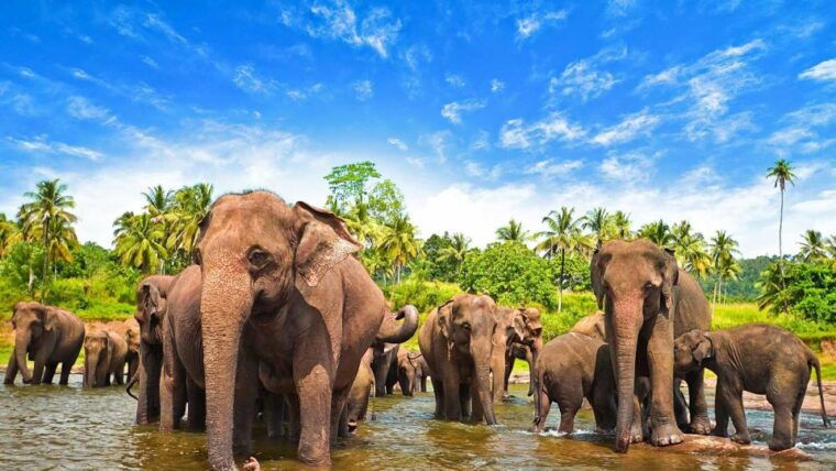 from-udawalawe-national-park-thrilling-full-day-safari