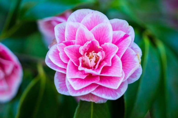 from-vancouver-butchart-gardens-victoria-sightseeing-tour