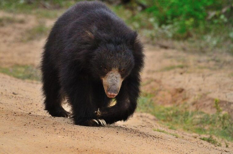 from-yala-yala-national-park-thrilling-full-day-safari