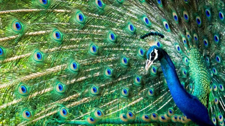from-yala-yala-national-park-thrilling-half-day-safari