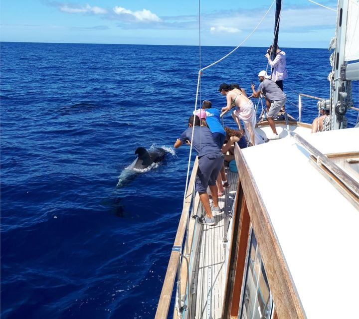 funchal-dolphin-and-whale-watching-sailing-trip
