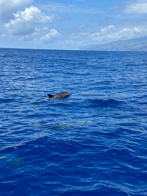 funchal-guarantee-wild-dolphinwhale-watching-by-rib