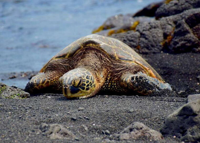 galle-private-day-tours-with-sea-turtles-visit-boat-safari