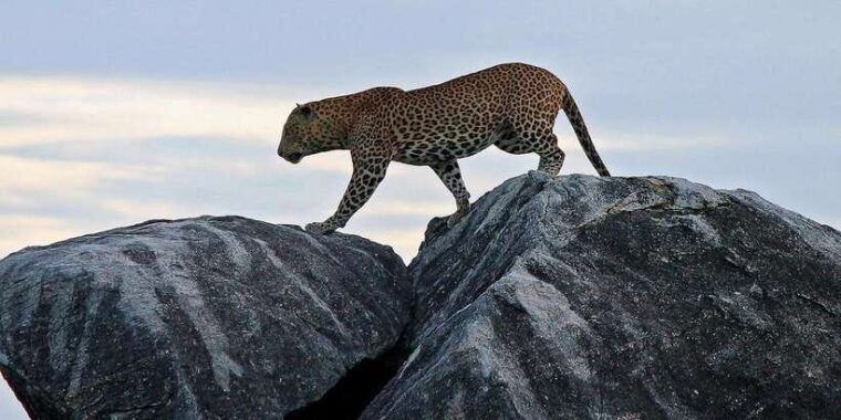 galle-unawatuna-weligama-mirissa-yala-national-park-safari