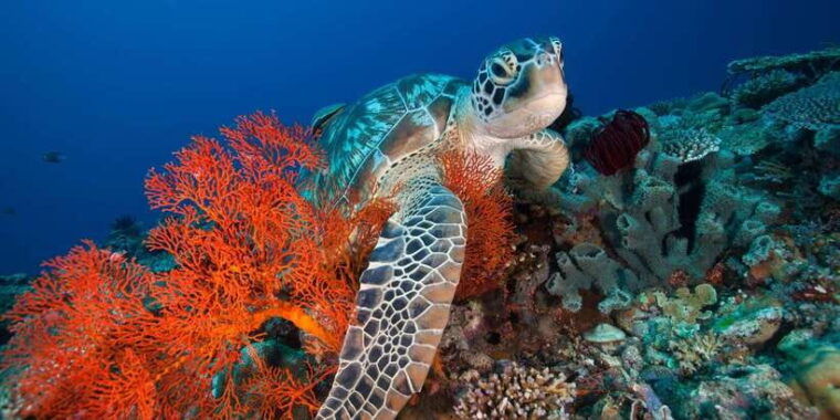 gili-islands-3-island-bbq-day-cruise-snorkeling-tour
