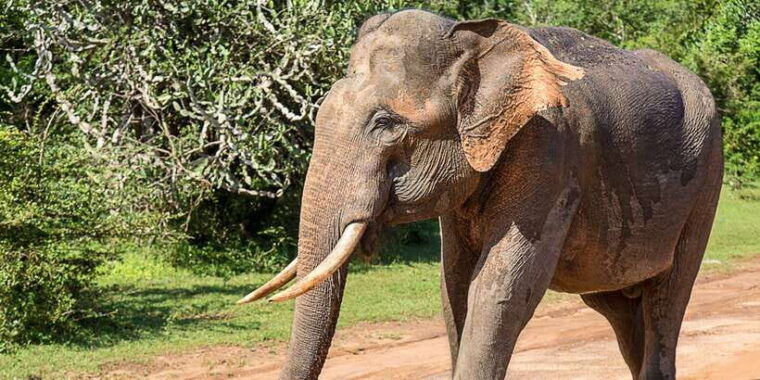 hambantota-yala-national-park-wildlife-safari-in-a-4x4