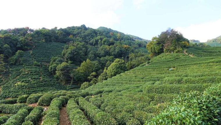 hangzhou-west-lake-and-tea-plantation-day-trip