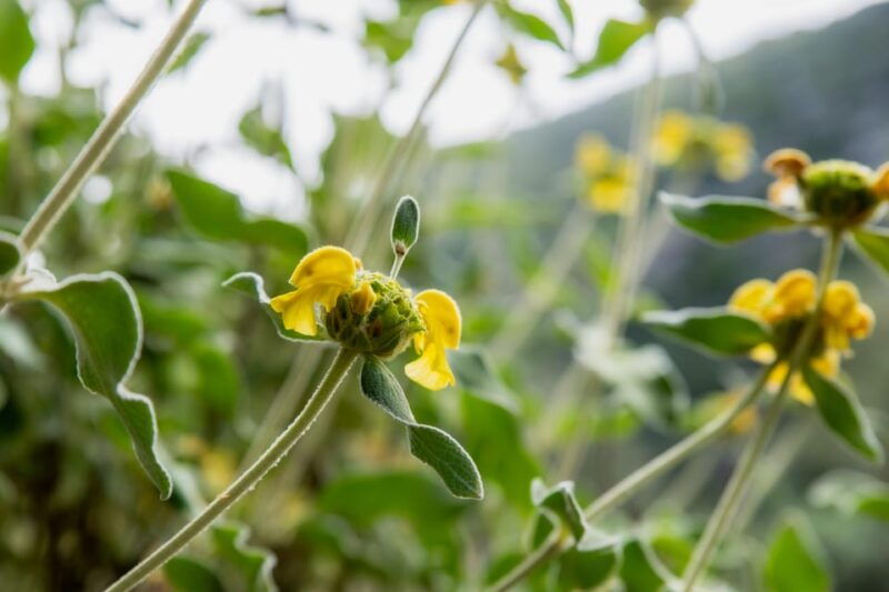 herbalism-and-wildlife-small-group-experience
