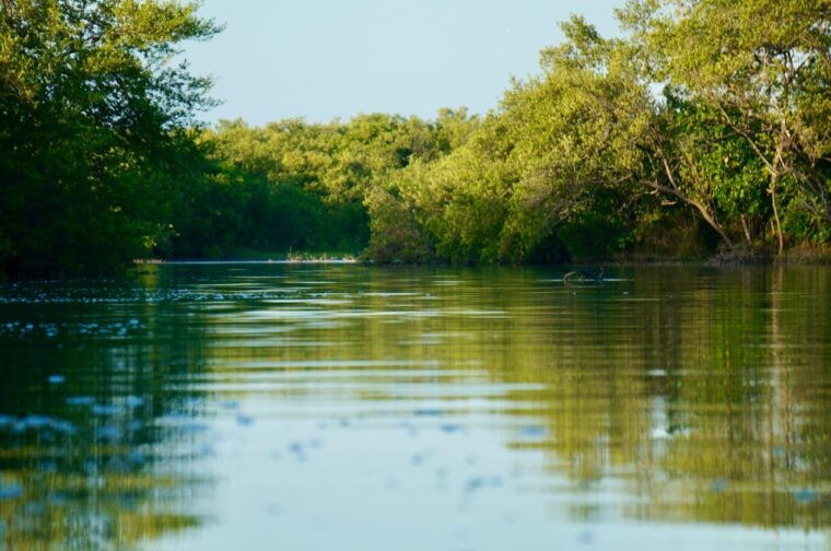 holbox-mangrove-sunset-kayak-tour