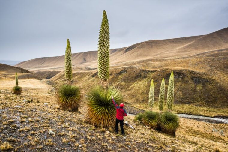 huaraz-pastoruri-glacier-day-trip