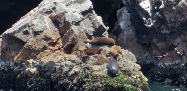 ica-ballestas-island-paracas-reserve-private-tour