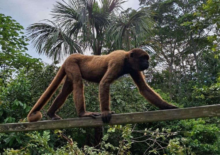 iquitos-full-day-visit-to-monkey-island-official