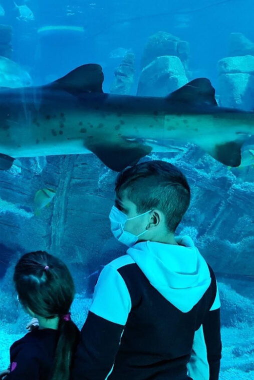 istanbul-aquarium-ticket-and-round-trip-shuttle-from-taksim