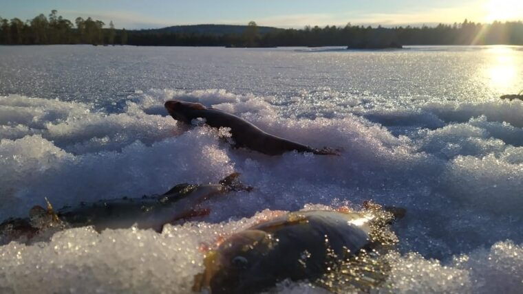 ivalosleighride-tour-and-fishing-on-a-lake-in-the-wild