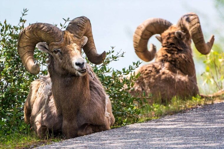 jasper-national-park-evening-or-morning-wildlife-watch-tour