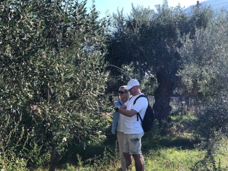 kalamata-greece-organic-olive-grove-tour-olive-oil-tasting