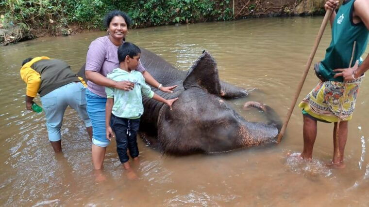 kandy-pinnawala-tea-factory-full-day-tour-from-colombo