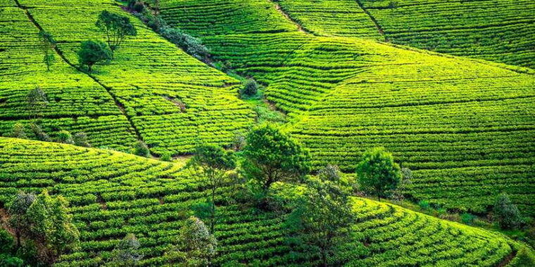kandy-to-nuwara-eliya-day-tour-by-tuk-tuk-sri-lanka