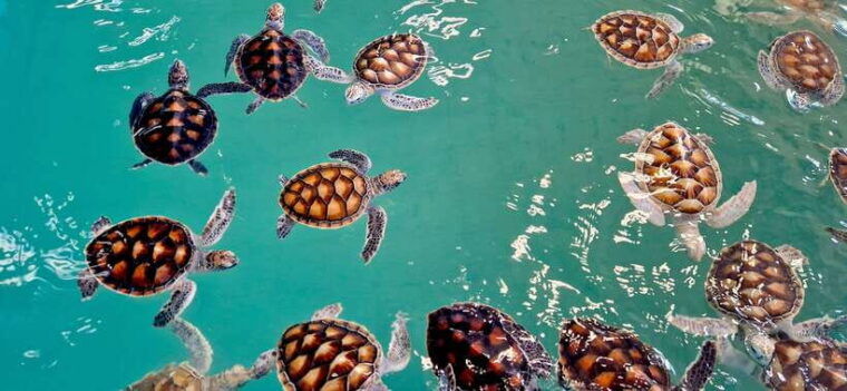 khao-lak-private-day-tour-with-bamboo-rafting-atv-turtle