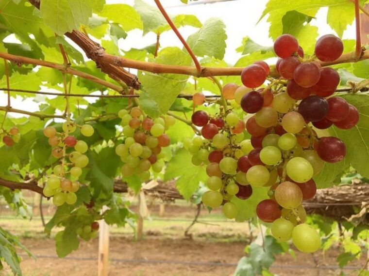 khao-yai-vineyard-tasting-tour-horse-farm-visit
