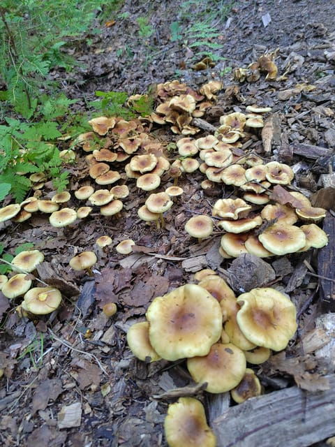 kintulammi-nature-experience-nature-reserve-near-tampere