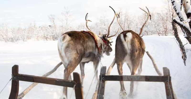 kiruna-sami-reindeer-experience