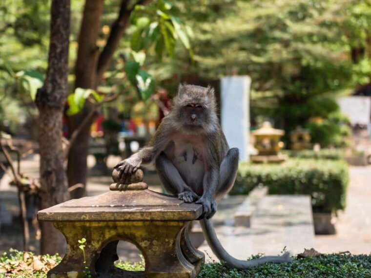 ko-lanta-private-tiger-cave-hot-spring-emerald-pool-tour