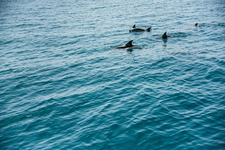 lagos-dolphin-watch-tour-with-professional-marine-biologist